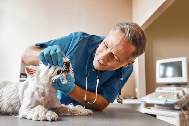 Best Emergency Denture Repair in Wahneta, FL